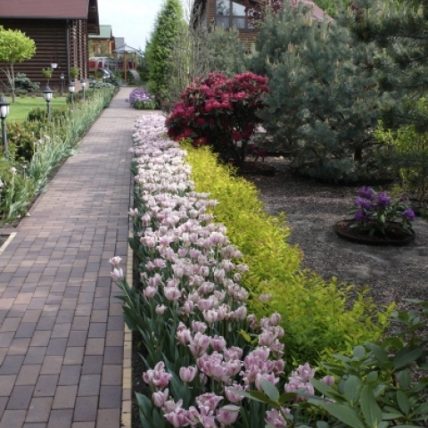 Japanilainen spiraea