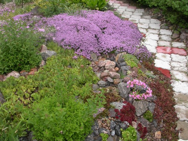 Japanilainen spiraea