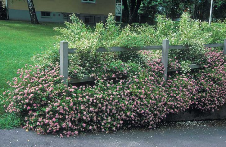 Japanilainen spiraea