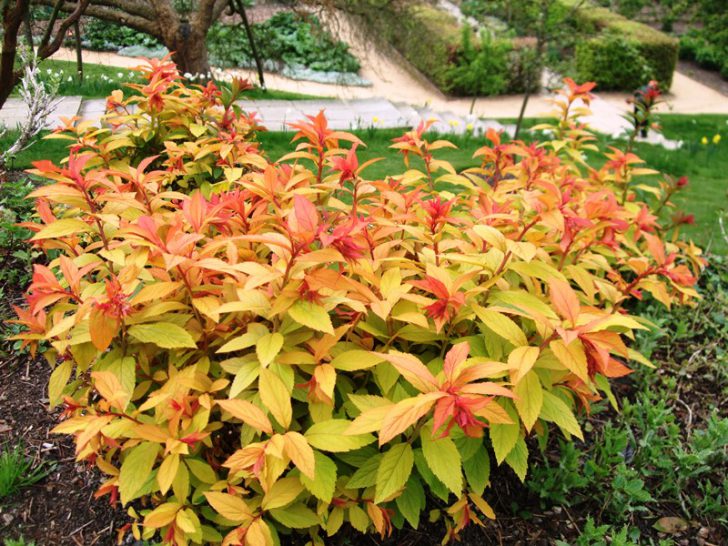 Japanilainen spiraea