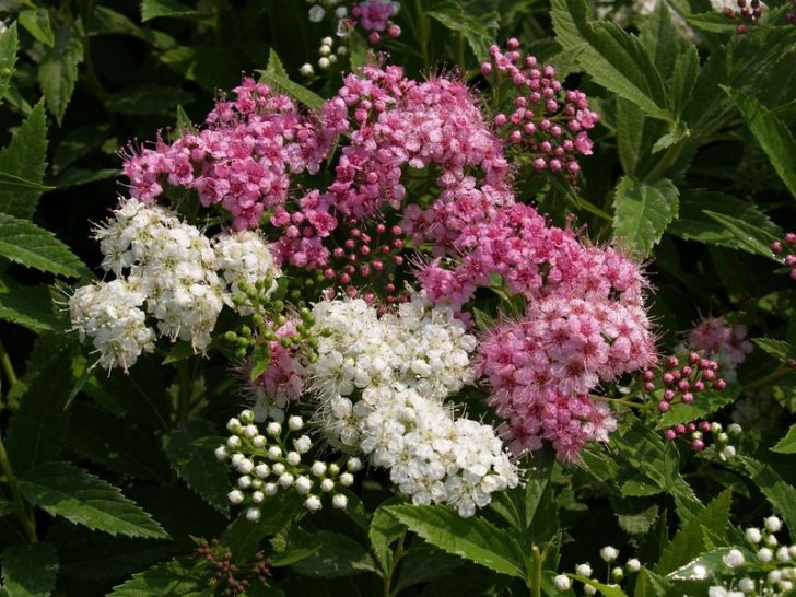 Japanilainen spiraea