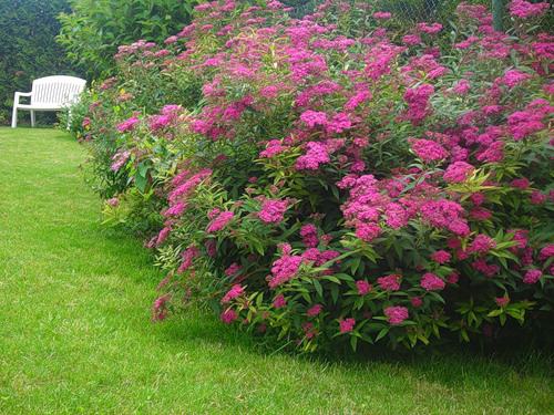 Japanilainen spiraea