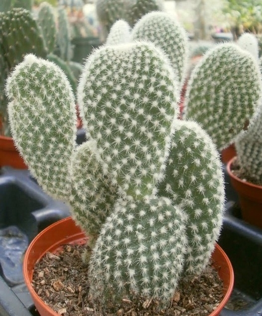 home cactus