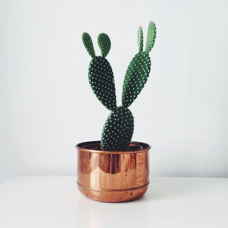 home cactus