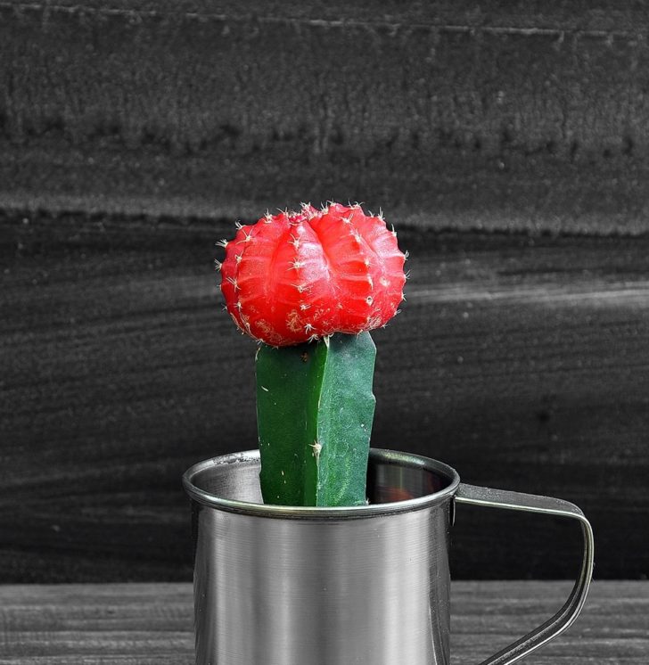 home cactus